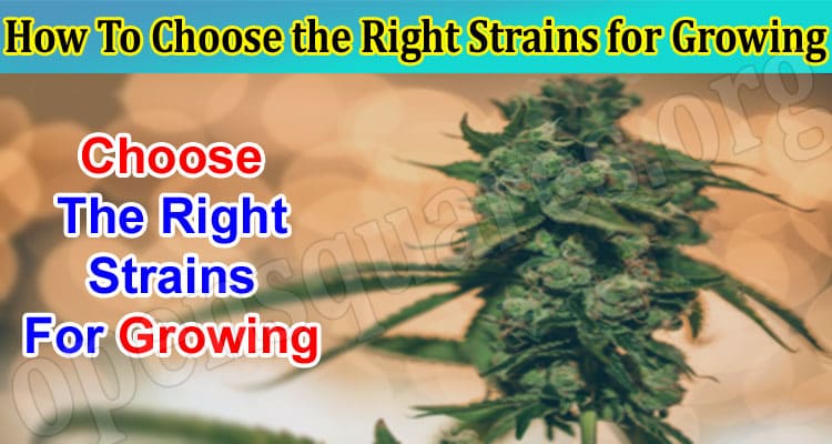 How To Choose the Right Strains for Growing