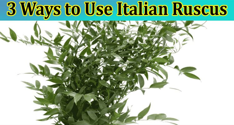 3 Ways to Use Italian Ruscus- Where To Purchase them?