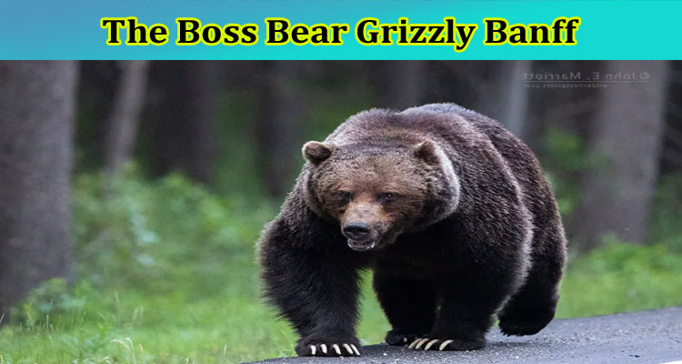 latest-news The Boss Bear Grizzly Banff
