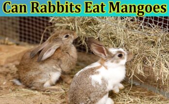 Complete Information About Can Rabbits Eat Mangoes