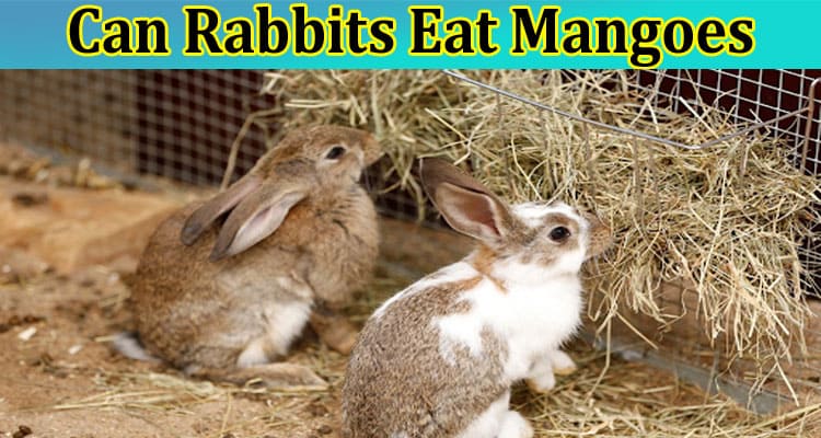 Can Rabbits Eat Mangoes
