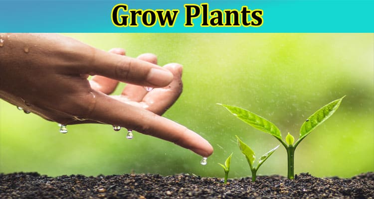 Complete Information About 5 Steps on How to Grow Plants