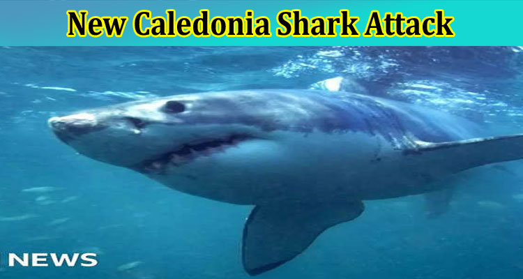 [Update] New Caledonia Shark Attack: Explore Complete Information On New Caledonia Shark Attack 2023 Footage From Reddit