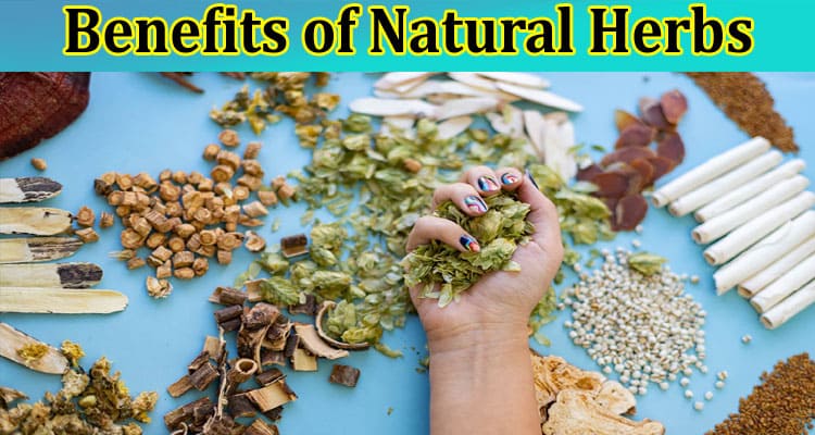 The Benefits of Natural Herbs: How Going Natural Can Improve Your Well-Being