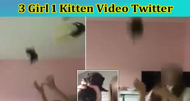3 Girl 1 Kitten Video Twitter: Find Details On 3 Girls 1 Cat Full Video, And Also Check People’s Reaction