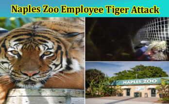 Latest News Naples Zoo Employee Tiger Attack
