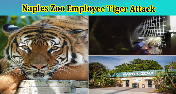 [Original Video] Naples Zoo Employee Tiger Attack: Is He Killed With Arm Weapon? Check Facts Now!