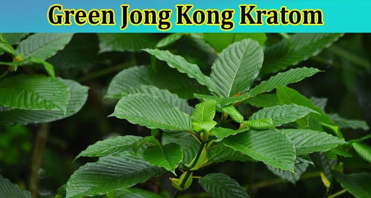 Complete Information About Why Is Green Jong Kong Kratom the Most Preferred Strain Among Users