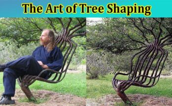 Complete Information About The Art of Tree Shaping - Unleashing Your Creative Side