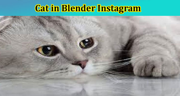 [Updated] Cat in Blender Instagram- More On Cat in Blender Arrested, What Is the Cat Video on TikTok?