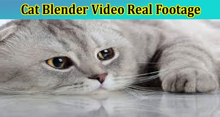 [Full Original Video] Cat Blender Video Real Footage: What Content Is Going Viral On Reddit, Tiktok, Instagram & Telegram? Check Youtube & Twitter Links Now!