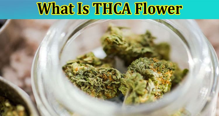 Complete Information About What Is THCA Flower and What Does It Do - A Complete Guide 2023