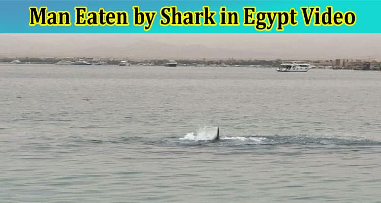 [Full Original Video] Man Eaten By Shark In Egypt Video: Check Complete Information On Man Eaten by Shark in Egypt From Reddit, And Twitter