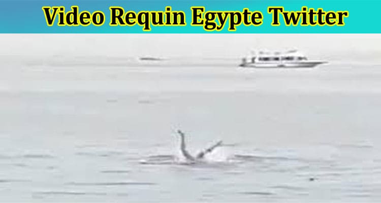 [Full Original Video] Video Requin Egypte Twitter: Explore Full Details On Requin Egypte Russe Video