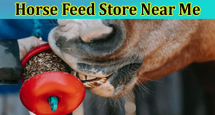 Horse Feed Store Near Me Your Equestrian Resource