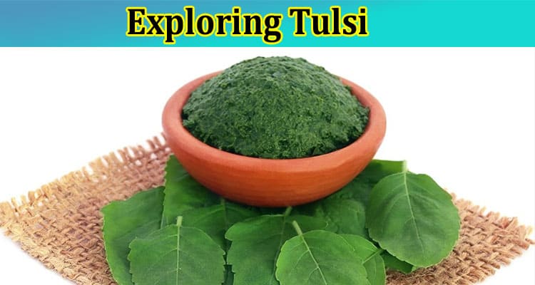 Exploring Tulsi: Tracing the Path from Holy Herb to Health Hero