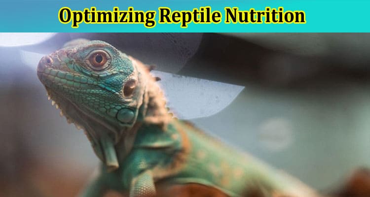 Optimizing Reptile Nutrition with Specialized Feeder Insects