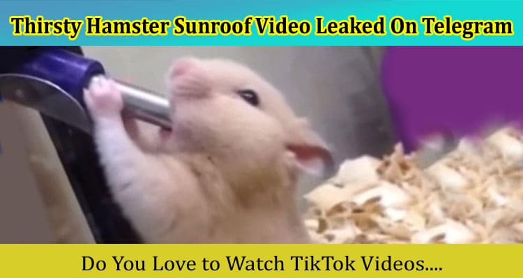 Latest News Thirsty Hamster Sunroof Video Leaked On Telegram